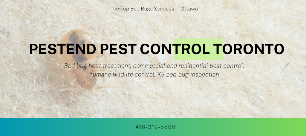 pestend-pest-control-toronto